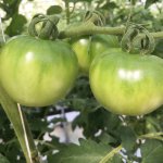 しあわせファーム　トマト栽培　りんか