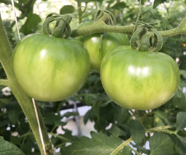 しあわせファーム　トマト栽培　りんか