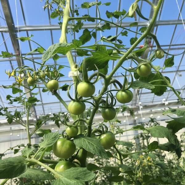 しあわせファーム　トマト栽培　シンディ