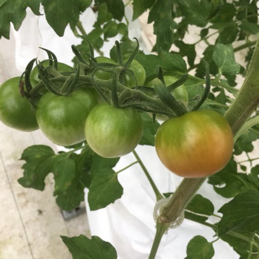 しあわせファーム　トマト栽培　シンディ