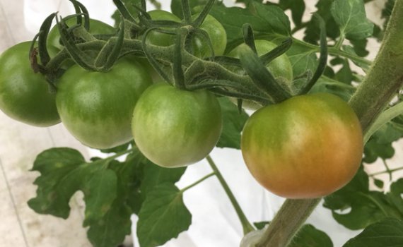 しあわせファーム　トマト栽培　シンディ