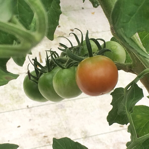 しあわせファーム　トマト栽培　シンディ