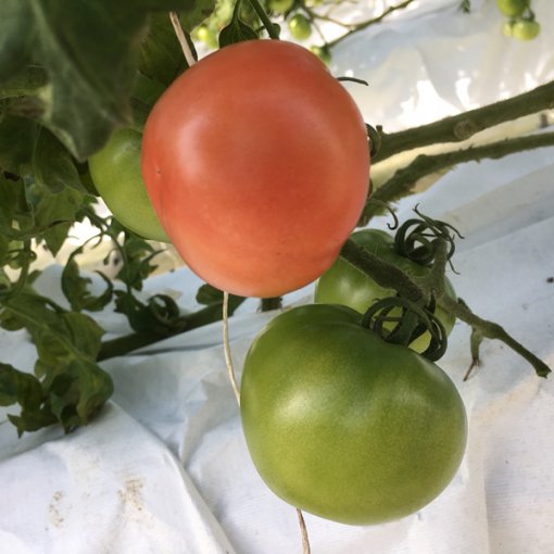 しあわせファーム　トマト栽培　りんか