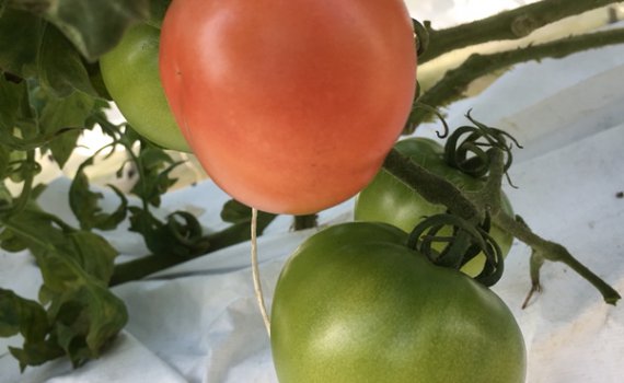 しあわせファーム　トマト栽培　りんか